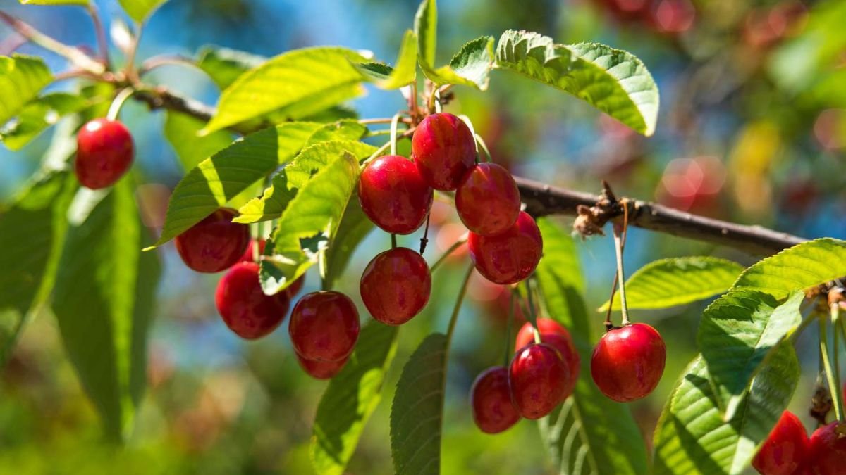 Zone 5 fruits, cherries known for weight loss