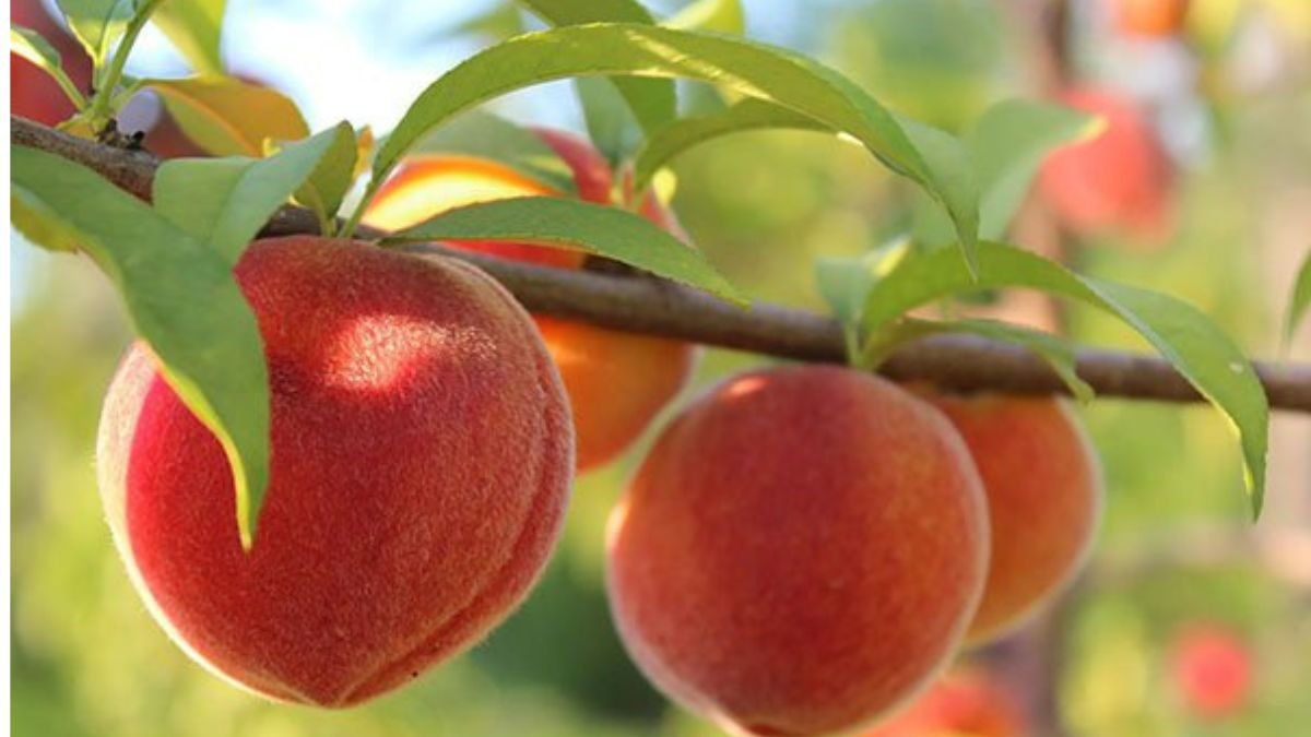 Zone 5 fruits for weight loss peaches